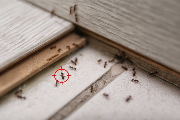 Best Wasp Removal Services  in New Philadelphia, OH