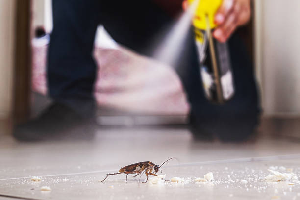 Wasp Removal Services in New Philadelphia, OH